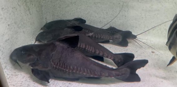 Niger Ripsaw Catfish
