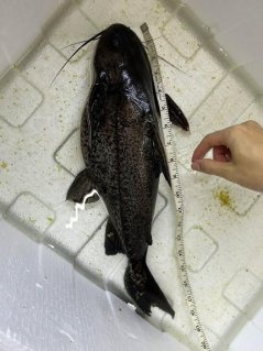 🎉 Granulated Catfish (Pterodoras granulosus) — Available Now! 🐟✨