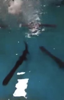 🎉 Paddlefish — Now in Stock!