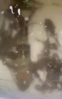 🎉 Goonch Catfish — Now Available! 🎉