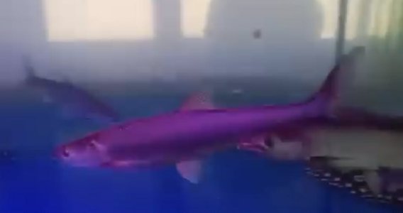 🎉 Bambooza Chinese Yellow Cheek Carp — Available Now! 🐟✨