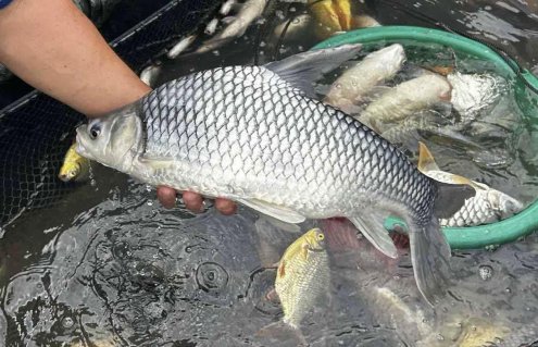 🎉 Solider River Barb — Now Available! 🎉