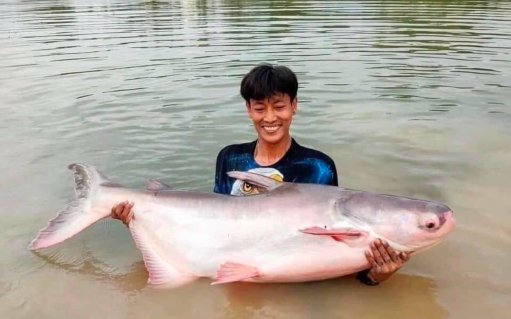🔥 Available Now! 🔥  🎉 Mekong Catfish — Now Available!