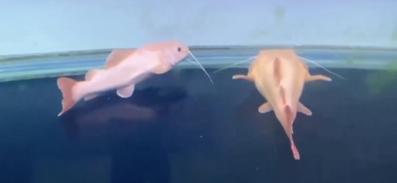 🔥 Exclusive New Arrival! 🔥  🎉 Albino Redtail Catfish — Now Available!