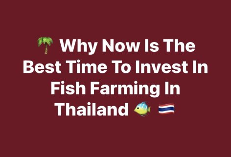 Why Now Is the Best Time to Invest in Fish Farming in Thailand