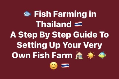 🐟 Fish Farming in Thailand 🇹🇭  📘 A Step-By-Step Guide to Setting Up Your Very Own Fish Farm 🏠 ☀️ 🐠 😴 🇹🇭 