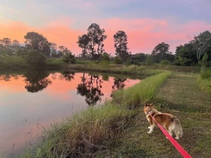 Farm for Sale, Ubon Ratchathani, Thailand