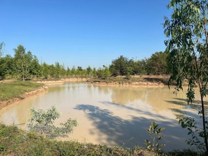 Bamboo, Eucalyptus & Fish Farm (68 rai) – Incredible Income Opportunity  🏠 🎣 🐠 🪴
