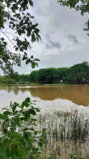 🌊🏡 Rubber Plantation Land + Houses + Fish Ponds by the River 