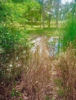 🚨 New Resort Land Investment Opportunity Near Hua Hin ‼️ 🌿🎣🏡