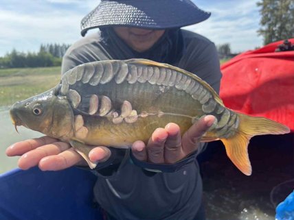 Hungarian / Common Carp