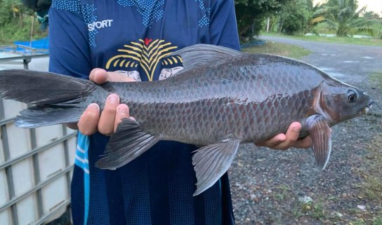 Black Shark Minnow Carp