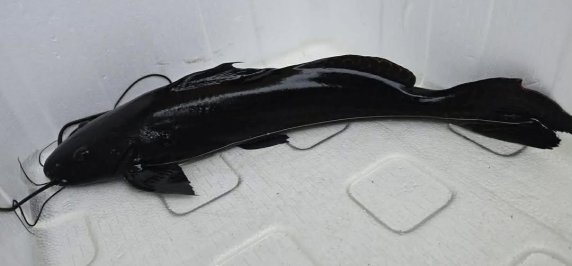 Marble Achara Catfish