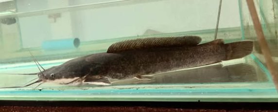 Dinotopterus Cunningtoni