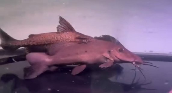 Giraffe Catfish (Auchenoglanis occidentalis)