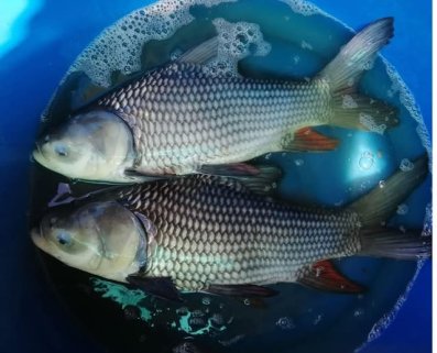 🎉 Giant Siamese Carp (Catlocarpio siamensis) — Available Now! 🐟✨