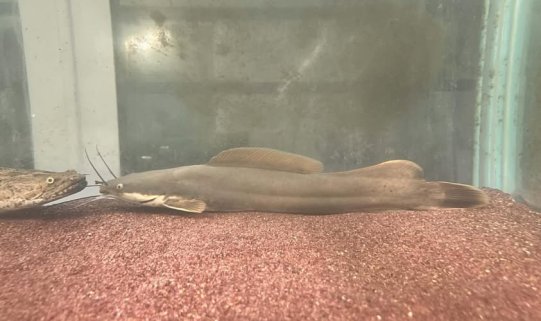 🎉 Vundu Catfish (Heterobranchus longifilis) — Now Available!