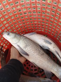 🎉 Chinese Black Carp — Now in Stock!