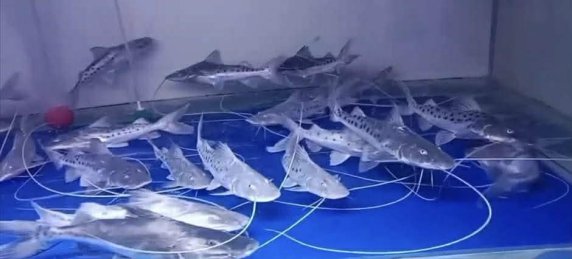 🎉 Brachyplatystoma filamentosum — Available Now! 🐟✨ (The Mighty Piraíba Catfish)