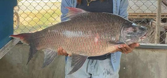 🎉 Giant “Pla Wa Suang” (Labeo Dyocheilus) — Now Available! 