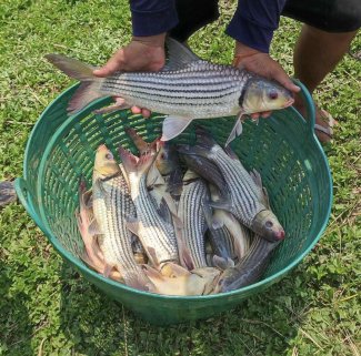 🎉 Juliens Golden Prized Carp — Now Available! 🎉