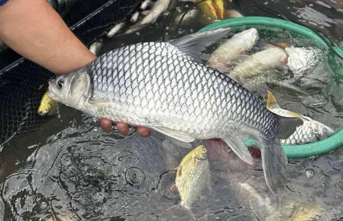 🎉 Solider River Barb — Now Available! 🎉