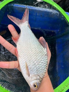 🎉 Redtailed Tinfoil Barb — Now Available! 🎉