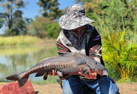🎉 Niger Ripsaw Catfish — Now Available! 🎉