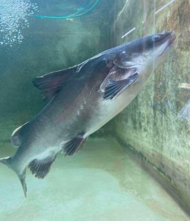 🎉 Salween Rita Catfish — Now Available! 🎉