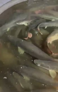 🔥 Amazing SUPER RARE New Arrival! 🔥🎉 Arapaima — Now Available! 🎉