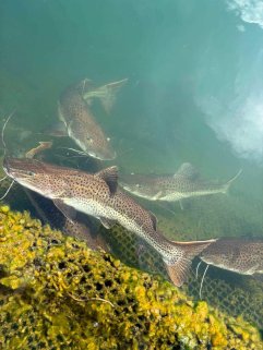 🎉 Amazon Redtail Shovelnose Catfish — Now in Stock!