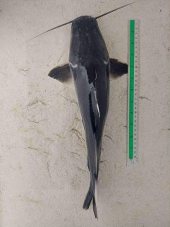 🎉 Crystal Eyed Catfish — Now in Stock!
