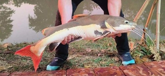 🎉 Amazon Redtail Catfish — Ready for Sale!