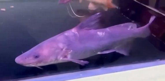  🔥 Exclusive New Arrival! 🔥  🎉 Tachysurus longirostris (Chinese Long Snout Catfish) — Now Available!
