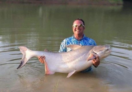 🔥 RARE SPECIMENS AVAILABLE NOW! 🔥 🎉 Giant Chao Phraya Catfish — Now Available!