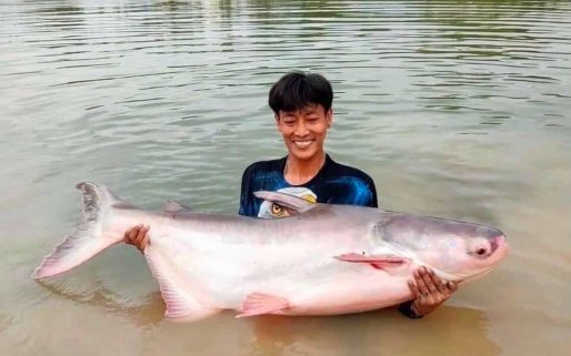 🔥 Available Now! 🔥  🎉 Mekong Catfish — Now Available!