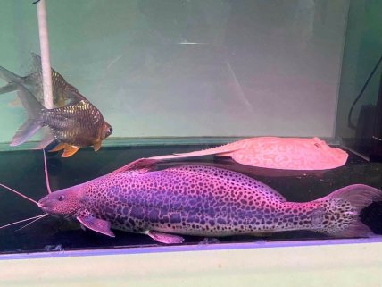🔥 Exclusive New Arrival! 🔥 \ 🎉 Vulture Catfish — Now Available!