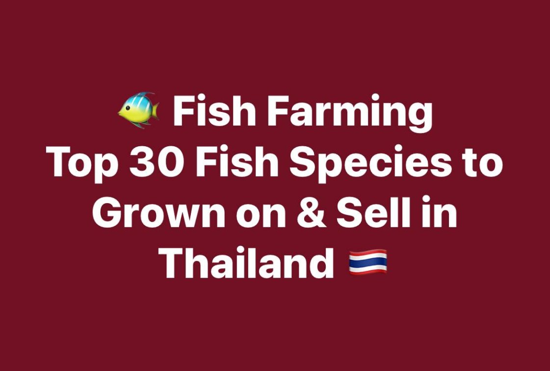 Fish Farming: Top 30 Fish Species We Recommend to Grow & Sell in Thailand 