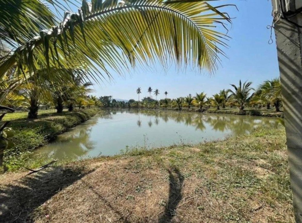 Fish Farm & Coconut Plantation