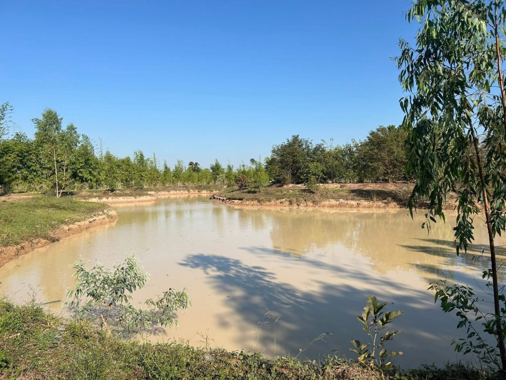 Bamboo, Eucalyptus & Fish Farm (68 rai) – Incredible Income Opportunity  🏠 🎣 🐠 🪴