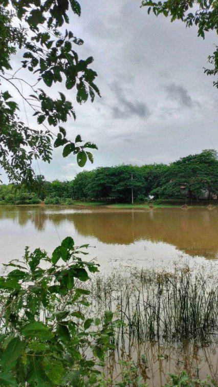 🌊🏡 Rubber Plantation Land + Houses + Fish Ponds by the River 