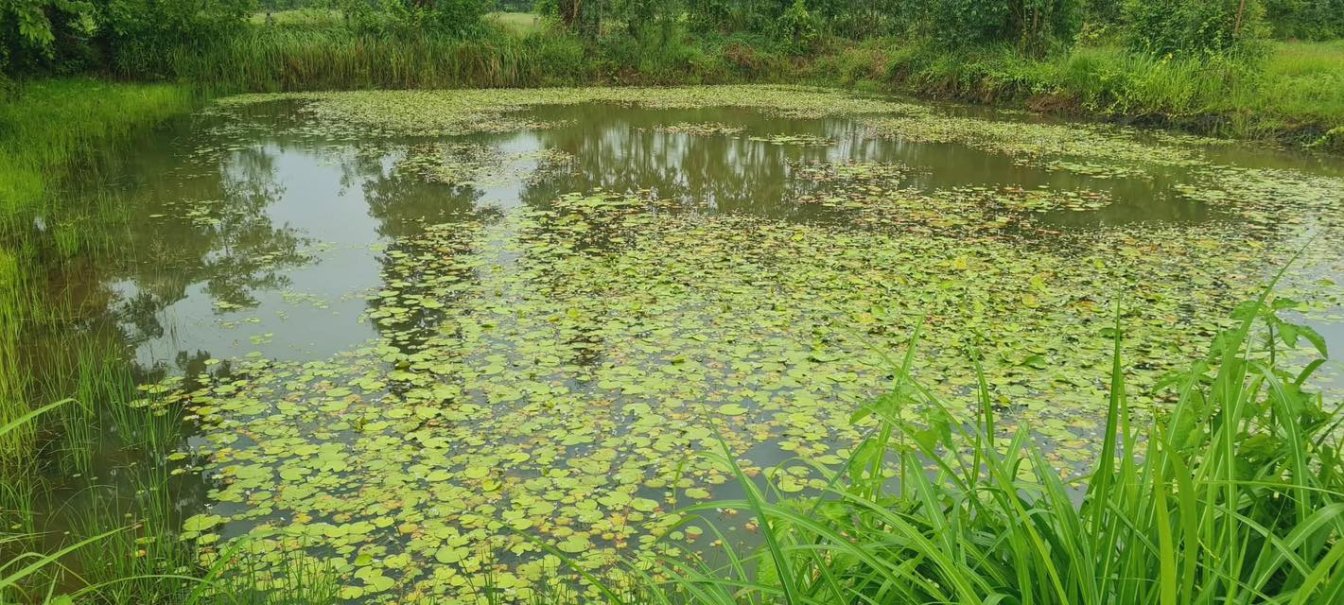 🌊✨ Unique Land Opportunity – Build Your Dream Fishing Park or Private Estate in Udon Thani ✨🌊