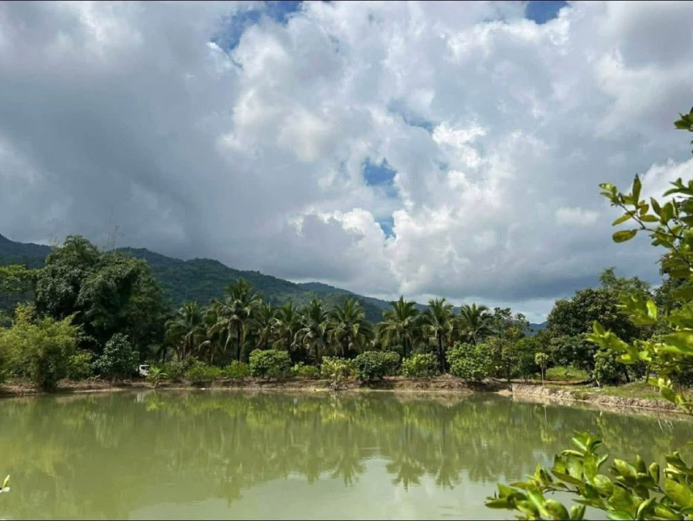 🌿 Stunning Fishing Lake & Lifestyle Farm Estate for Sale in Chiang Rai 🇹🇭🎣