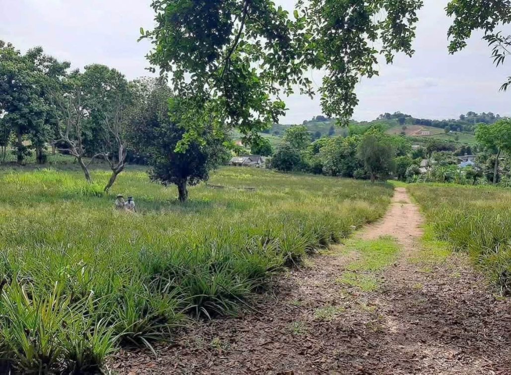 New Instruction 🪴 🏔️ 🇹🇭  🏡🌿 Beautiful Mountain View Land For Sale – Mae Yao, Chiang Rai 🇹🇭⛰️✨