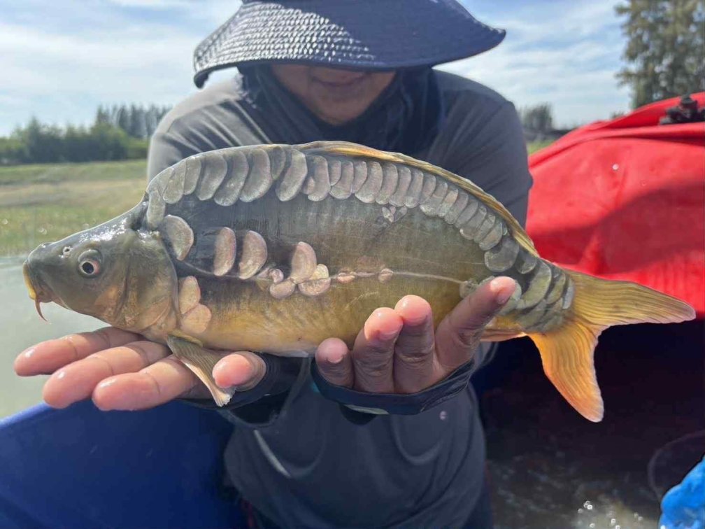 Hungarian / Common Carp