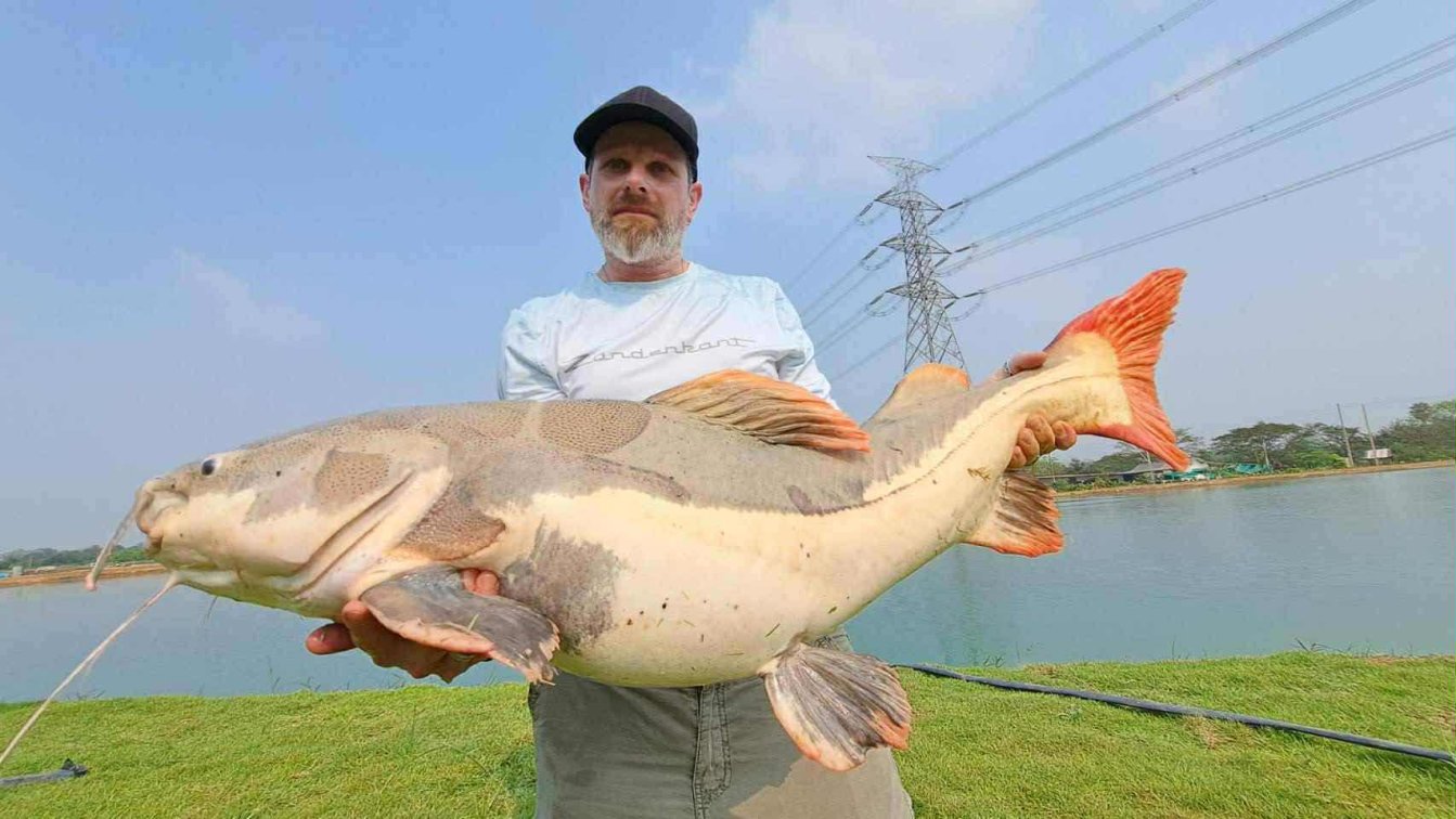 Amazon Redtail Catfish