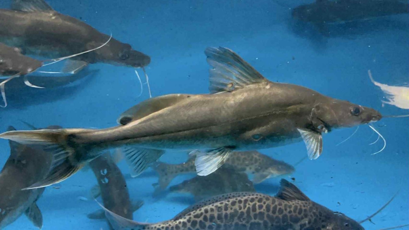 Salween Shovelhead Catfish