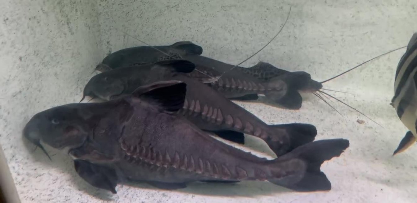 Niger Ripsaw Catfish