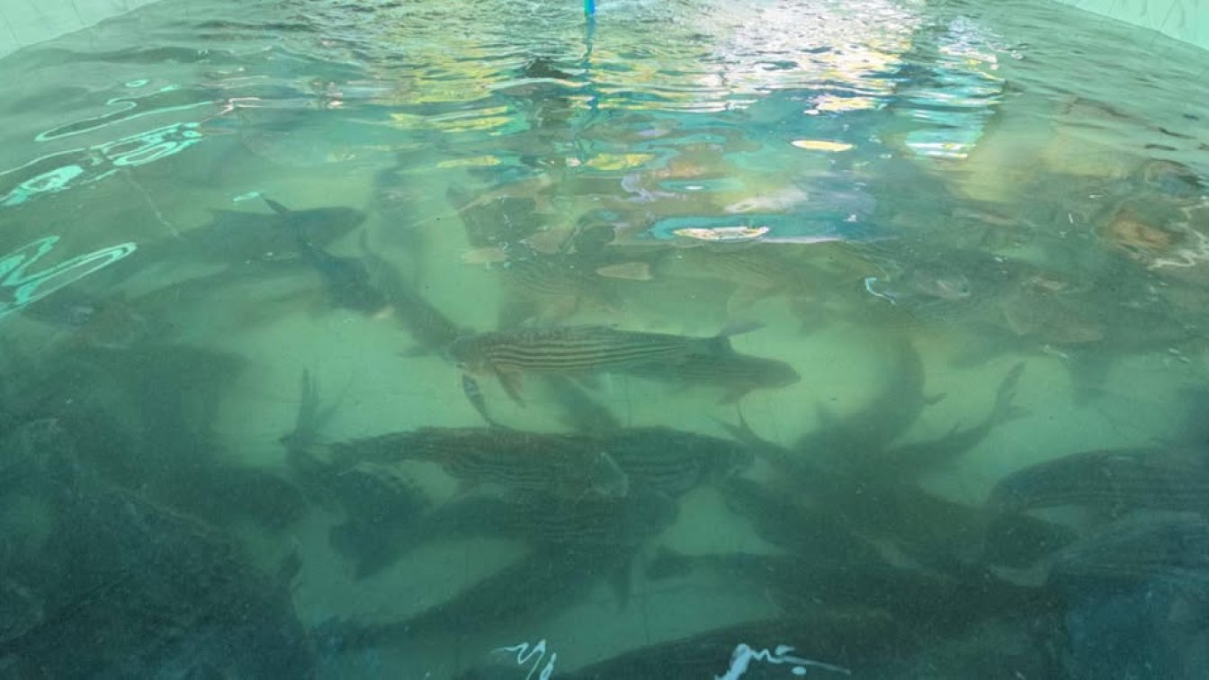 Jullien’s Carp (Probarbus Jullieni)