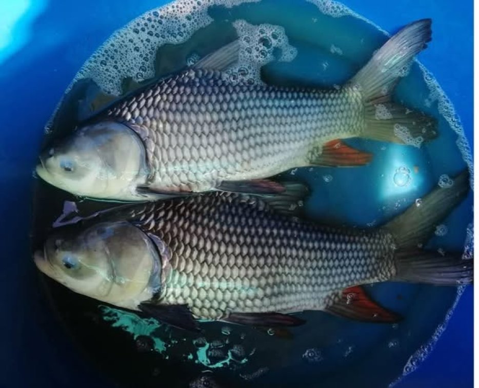 🎉 Giant Siamese Carp (Catlocarpio siamensis) — Available Now! 🐟✨